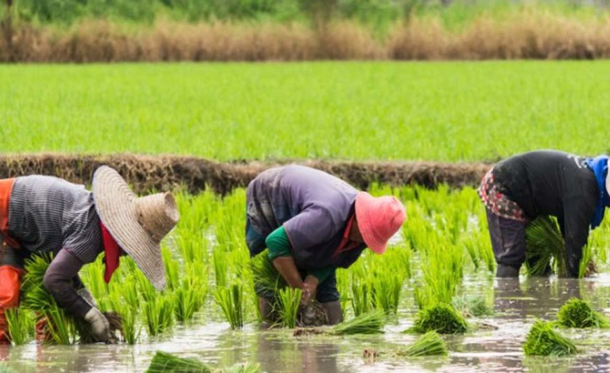 Rice farmers escape with N364m Central Bank of Nigeria loans in Taraba State