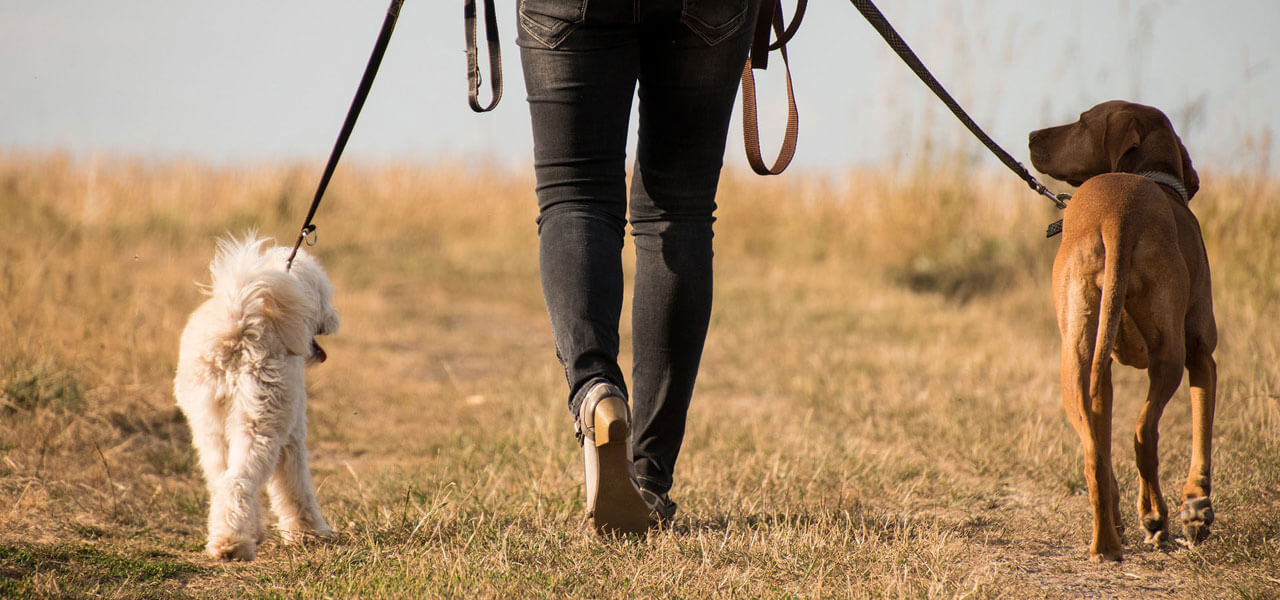 Not a vet but bring your pet