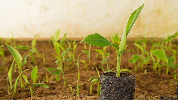 AGRA Unveils Platform To Facilitate Investments In Agribusiness