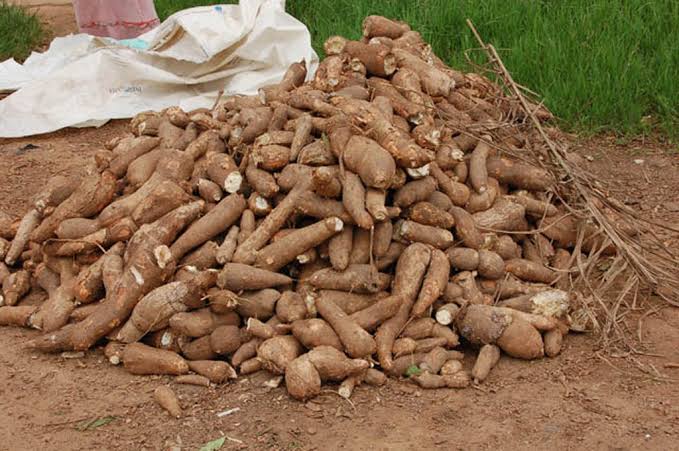 IFAD Trains 120 Cassava Farmers and Entrepreneurs