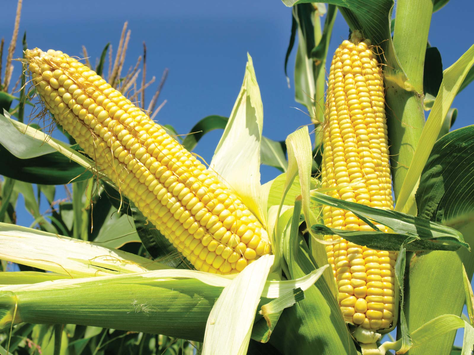 The 4 Million Metric Tonnes Maize Supply Gap Has Been Closed Through Local Production- FG