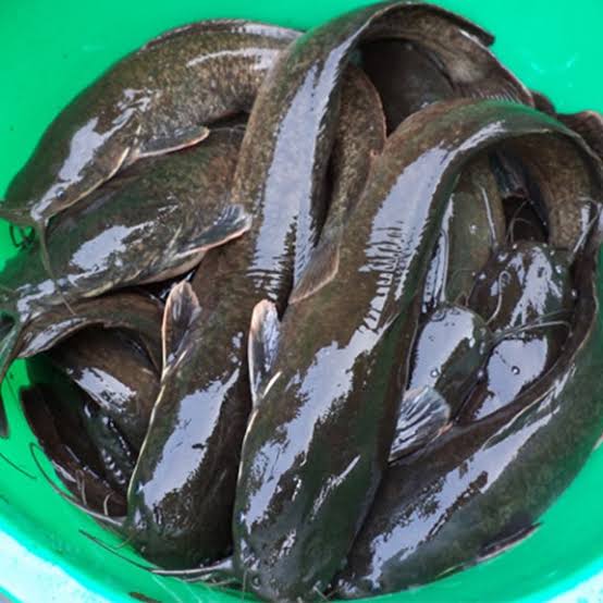 How To Cash Out With A Catfish Business In Nigeria