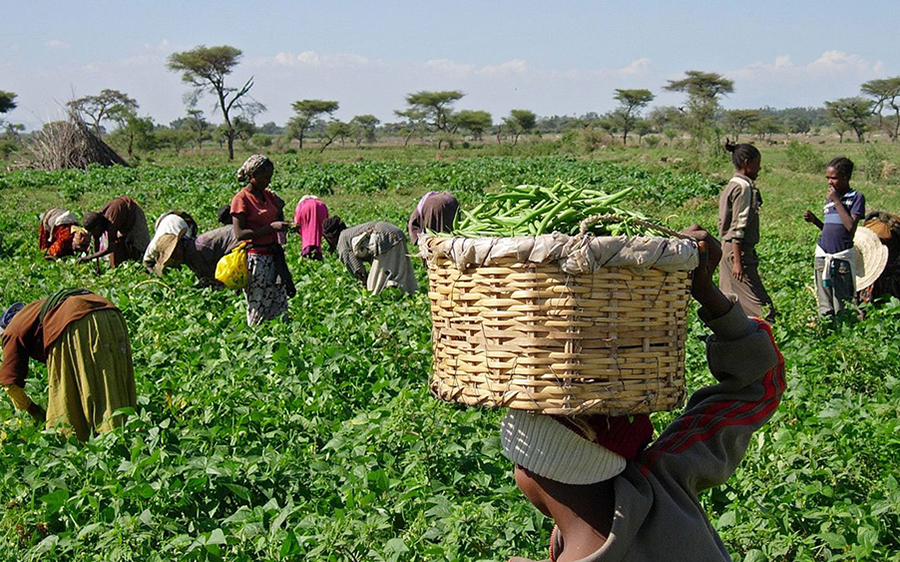 FG Partners Three Financial Institutions To Facilitate Accessibility To Credit For Smallholder Farmers