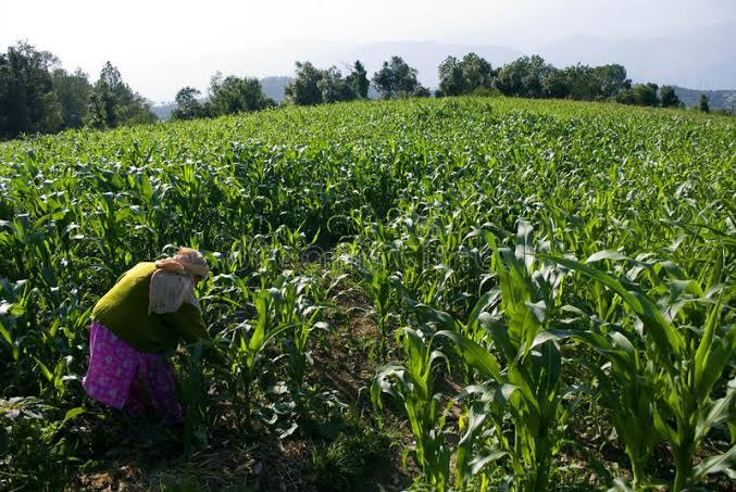 CBN says it disbursed N927.94 billion to over 4.5 million smallholder farmers under the Anchor Borrowers’ Programme