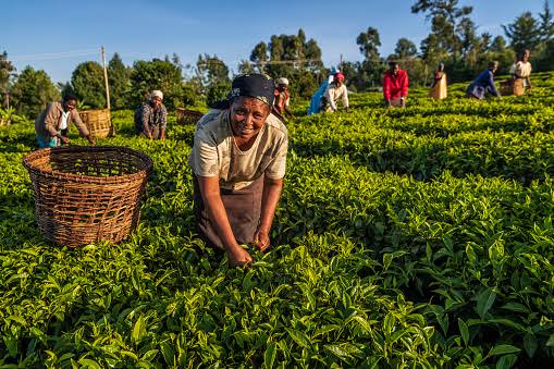 Nigerian Firm Gets N592m from USAID to Reduce Risk of Agribusiness Investments in Nigeria