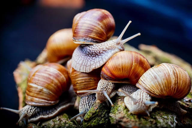 Snail farming in Nigeria