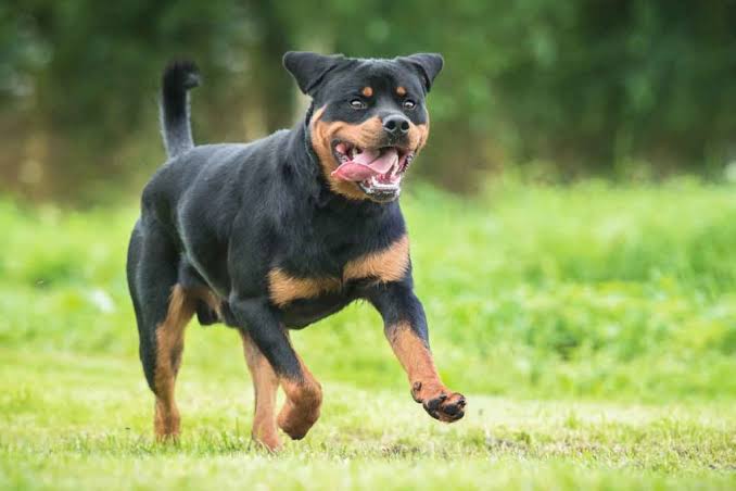 Rottweiler, pet breeding in Nigeria