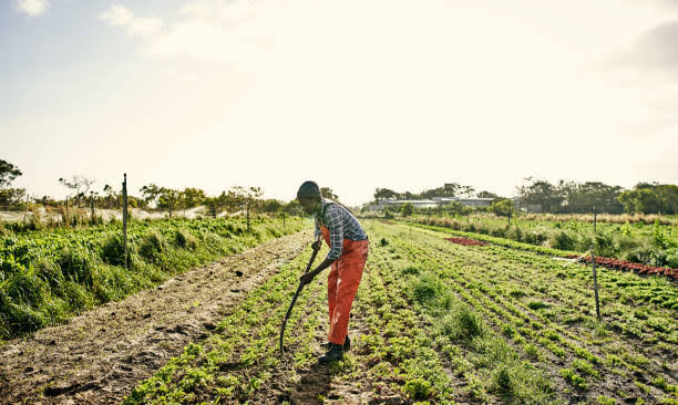 The Food or the Environment?