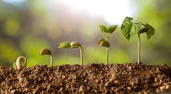 The Seeds of Greatness: Cultivating Your Potential