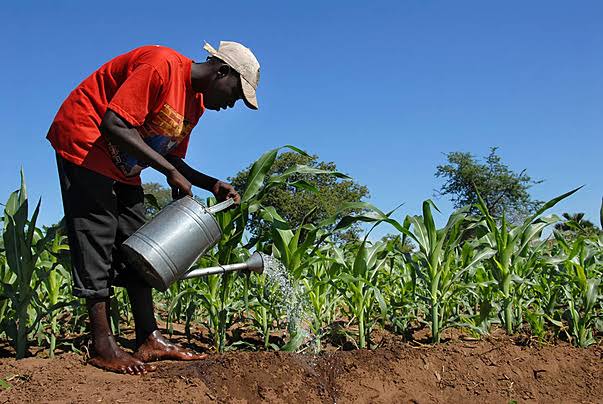 AU to Boost Fertilizer Access for African Farmers
