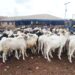 Sallah 2025: How High Ram Prices and Food Inflation Are Making Nigeria’s Eid Festival Unaffordable