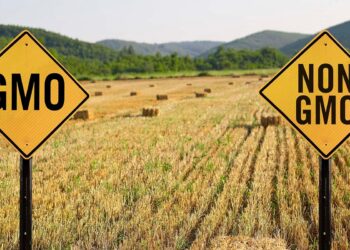 Nigeria agricultural mechanization or GMOs