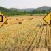 Nigeria agricultural mechanization or GMOs