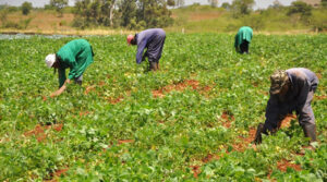Nigerian Farmers using traditional hoes