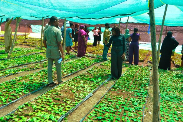 BRACE Capacity Development Program Opens Applications for African Agribusiness SMEs