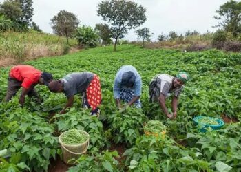 AFAN Sounds Alarm on Nigeria’s Food System: Calls for Urgent Support for Smallholder Farmers