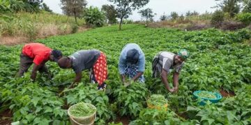AFAN Sounds Alarm on Nigeria’s Food System: Calls for Urgent Support for Smallholder Farmers