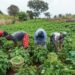 AFAN Sounds Alarm on Nigeria’s Food System: Calls for Urgent Support for Smallholder Farmers