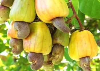 NCAN Rejects Raw Cashew Export Ban, Cites Farmer Risks