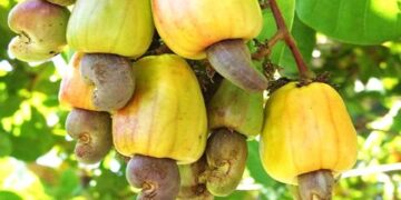 NCAN Rejects Raw Cashew Export Ban, Cites Farmer Risks
