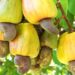 NCAN Rejects Raw Cashew Export Ban, Cites Farmer Risks