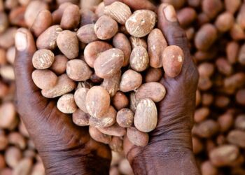 Shea Nut Prices Rebound as Nigeria Boosts Local Processing