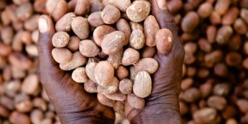 Shea Nut Prices Rebound as Nigeria Boosts Local Processing
