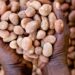 Shea Nut Prices Rebound as Nigeria Boosts Local Processing