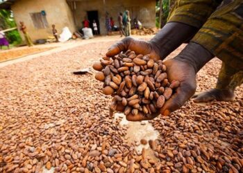 Ondo Cocoa Farmers Protest New Forest-Farming Policy