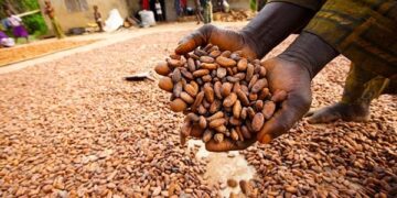 Ondo Cocoa Farmers Protest New Forest-Farming Policy
