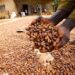 Ondo Cocoa Farmers Protest New Forest-Farming Policy