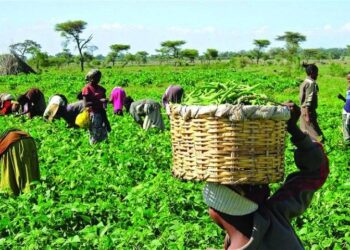FUTA Gets ₦1bn Boost to Expand Agricultural Commercial Farm