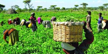FUTA Gets ₦1bn Boost to Expand Agricultural Commercial Farm