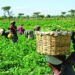 FUTA Gets ₦1bn Boost to Expand Agricultural Commercial Farm