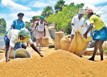 Nigeria Moves to Close Rice Import Windows to Protect Local Farmers Amid Policy Review