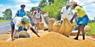Nigeria Moves to Close Rice Import Windows to Protect Local Farmers Amid Policy Review
