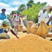 Nigeria Moves to Close Rice Import Windows to Protect Local Farmers Amid Policy Review