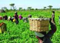 FG Targets Climate-Smart Agriculture Investment Push