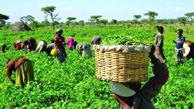 FG Targets Climate-Smart Agriculture Investment Push