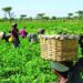 FG Targets Climate-Smart Agriculture Investment Push