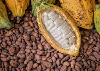 Cocoa Price Surge Drives Big Export Booms Across West Africa