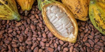 Cocoa Price Surge Drives Big Export Booms Across West Africa