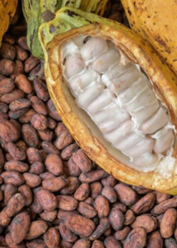 Cocoa Price Surge Drives Big Export Booms Across West Africa