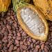 Cocoa Price Surge Drives Big Export Booms Across West Africa