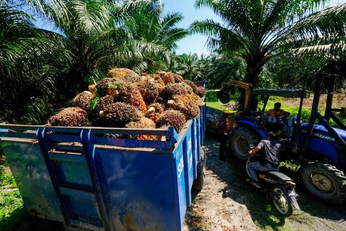 Palm Oil: How Nigeria Lost Its Crown to Malaysia.
