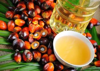 Palm Oil: How Nigeria Lost Its Crown to Malaysia