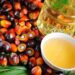 Palm Oil: How Nigeria Lost Its Crown to Malaysia